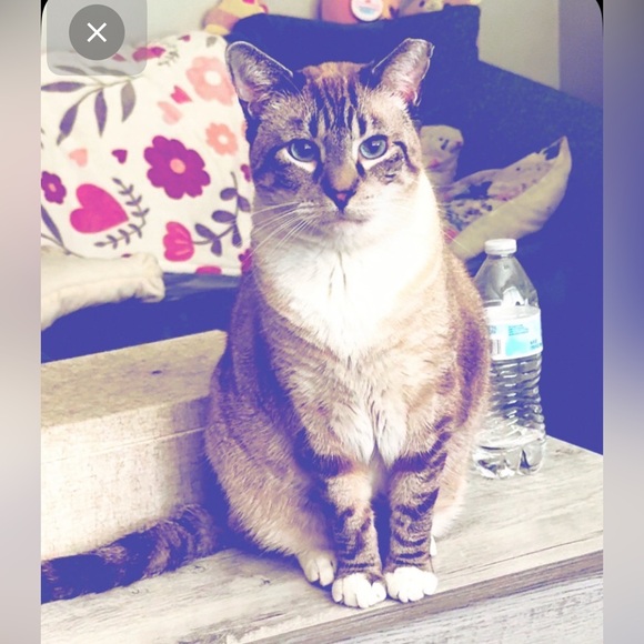 Meet your Posher, Ashley - Picture 3 of 5